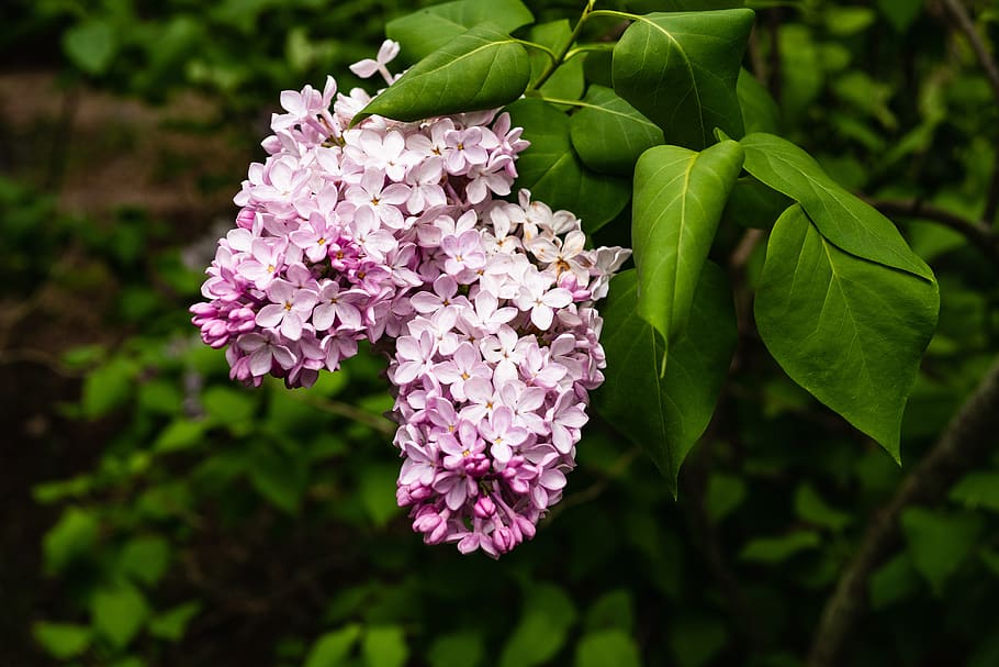 lilac, flower, blossom, spring, garden, flowering plant, beauty in nature HD wallpaper