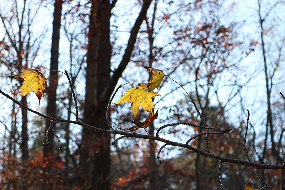 trees, leaves, yellow, woods, nature, leaf, tree branch, branches HD wallpaper