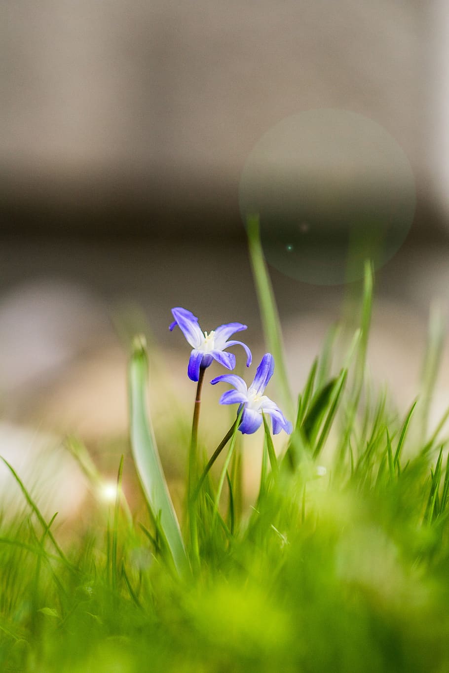 flower, grass, macro, light, close up, plant, flowering plant HD wallpaper