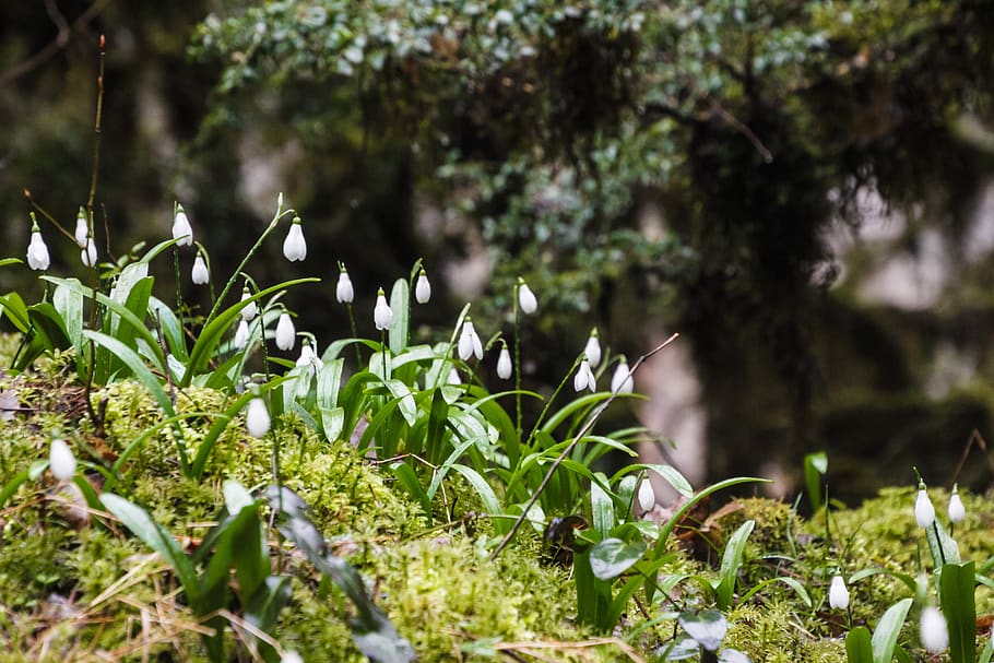 spring, snowdrops, flower, nature, white, bloom, awakening HD wallpaper