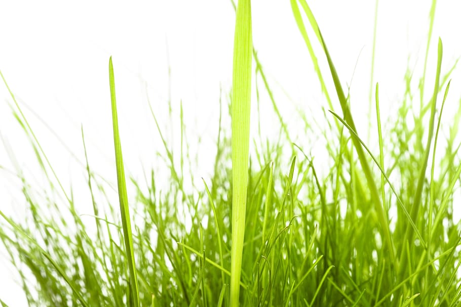 con2011, background, field, fresh, garden, grass, green, growth HD wallpaper