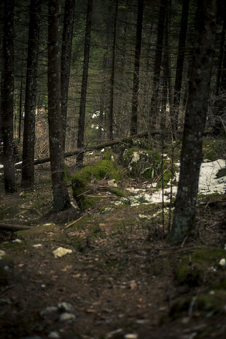Moss-covered Stones in Middle of Woods, cold, day, daylight, environment HD wallpaper