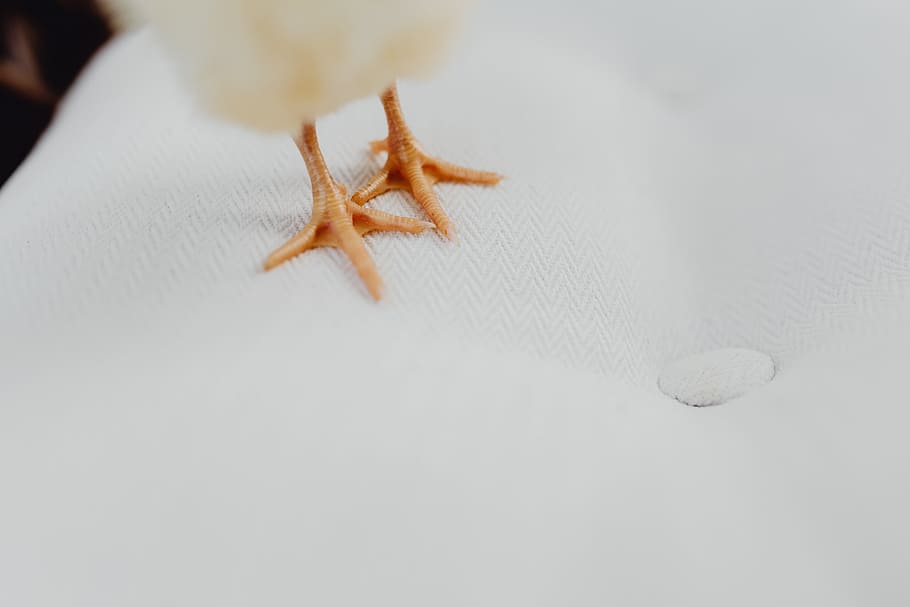 Newborn little chicken and laptop, computer, keyboard, yellow HD wallpaper
