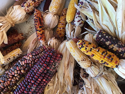 corn, fall, yellow, husk, food and drink, corn on the cob, freshness HD wallpaper