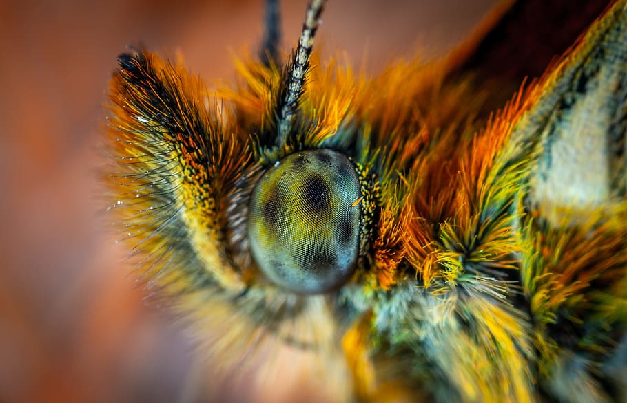 macro photography of green insect, bug, eye, bokeh, blur, colorful HD wallpaper