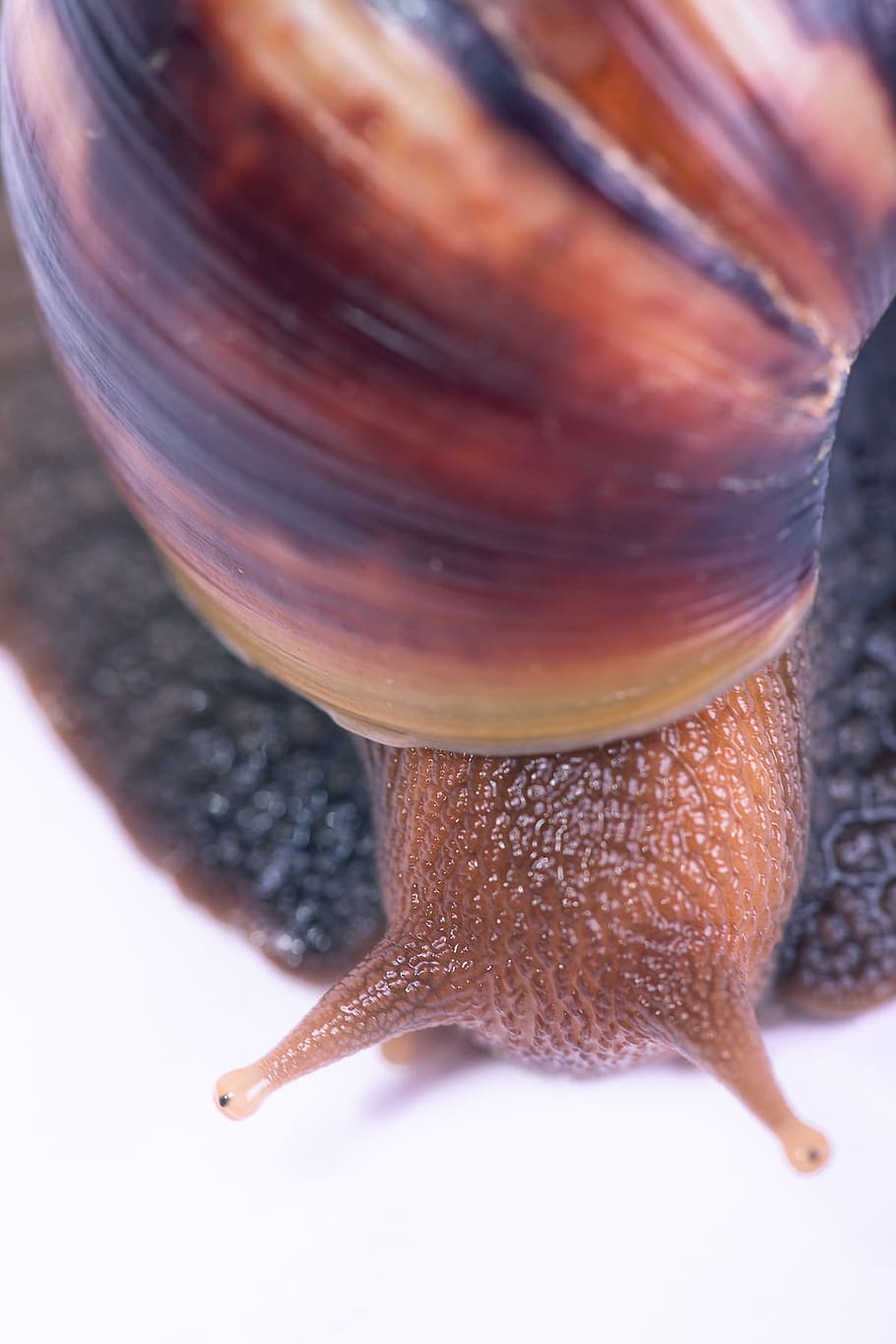 snail, mollusk, sluggish, closeup, isolated, wet, slither, sliding, HD wallpaper