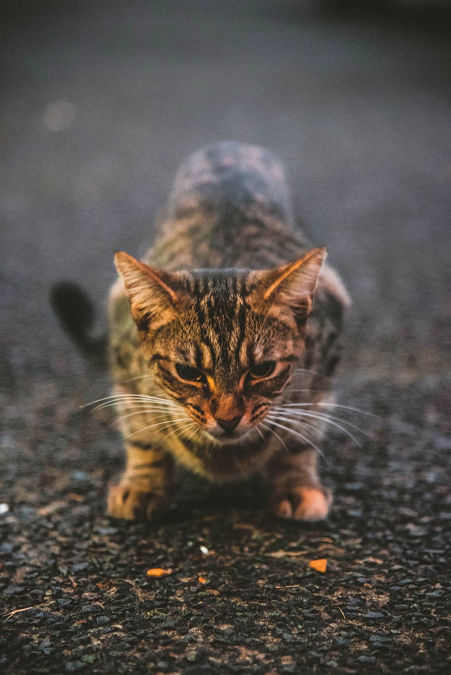 gray cat on ground, pet, mammal, animal, manx, photo, photography HD wallpaper