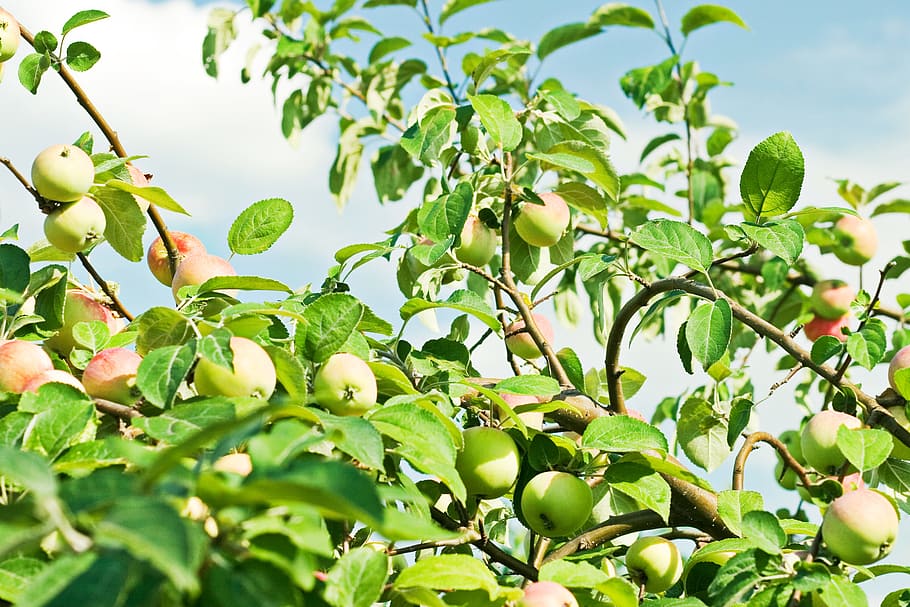 apple, branch, bright, bunch, harvest, leafs, nature, food and drink HD wallpaper