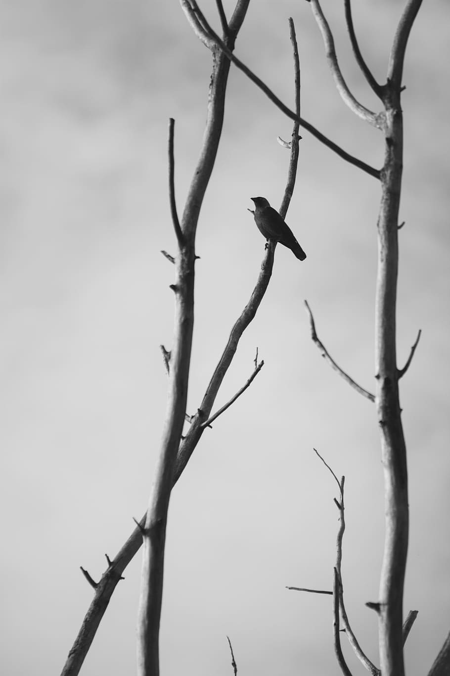 tree, nature, branch, snow, winter, black and white, plant HD wallpaper