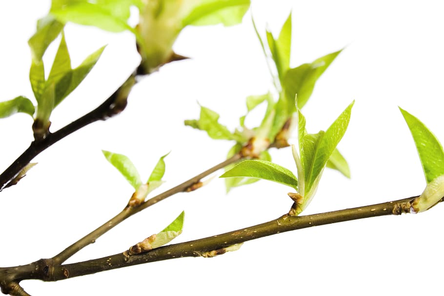 branch, tree, leaf, green, white, plant, isolated, growth, nature HD wallpaper
