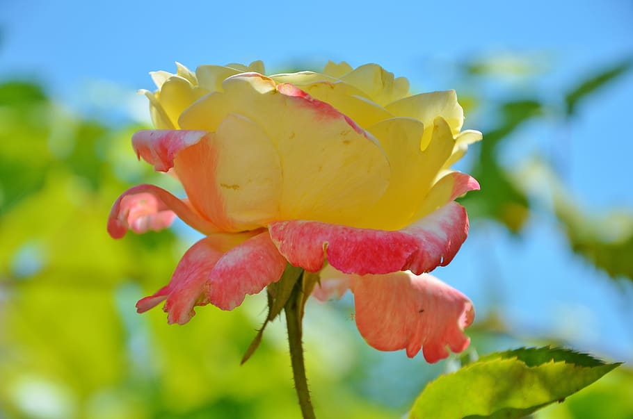 rose, flower, spring, summer, floral, leaf, nature, green, blossom HD wallpaper