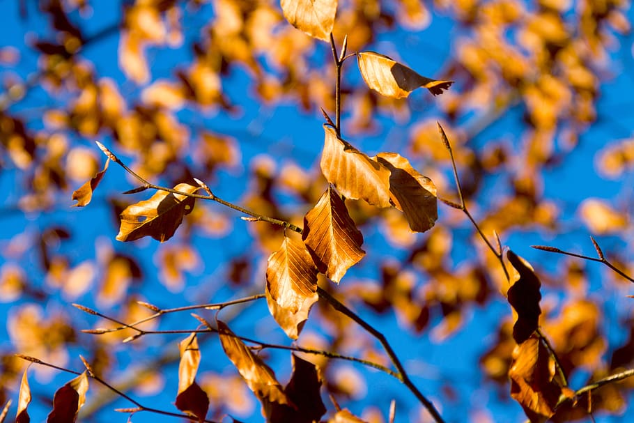 leaf, tree, nature, leaves, bright, blue sky, deciduous tree HD wallpaper