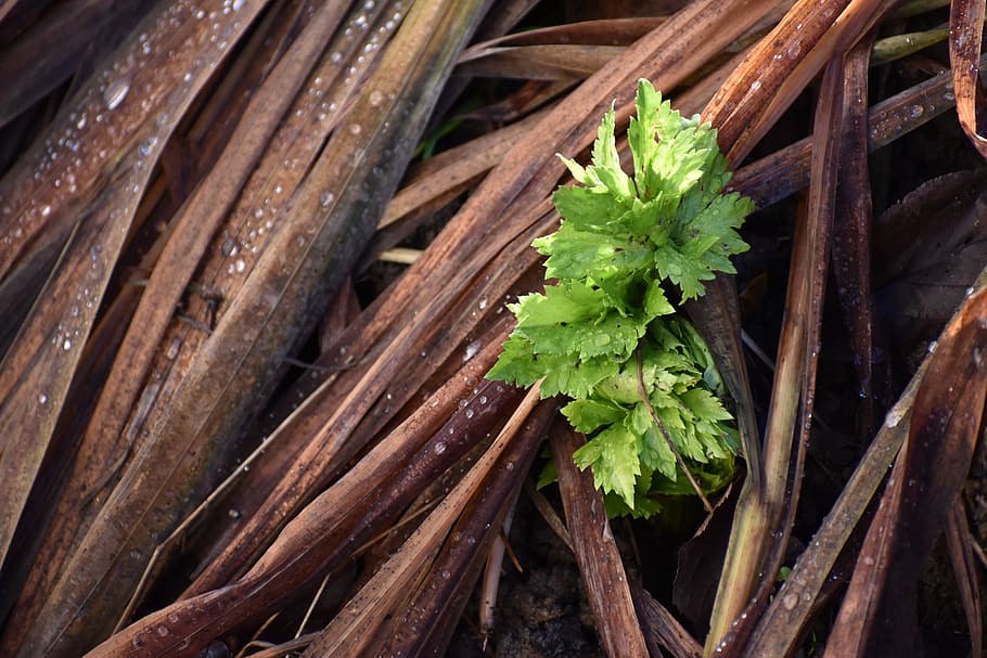 wallpaper, background, rain, thrive, plant, contrst, brown HD wallpaper