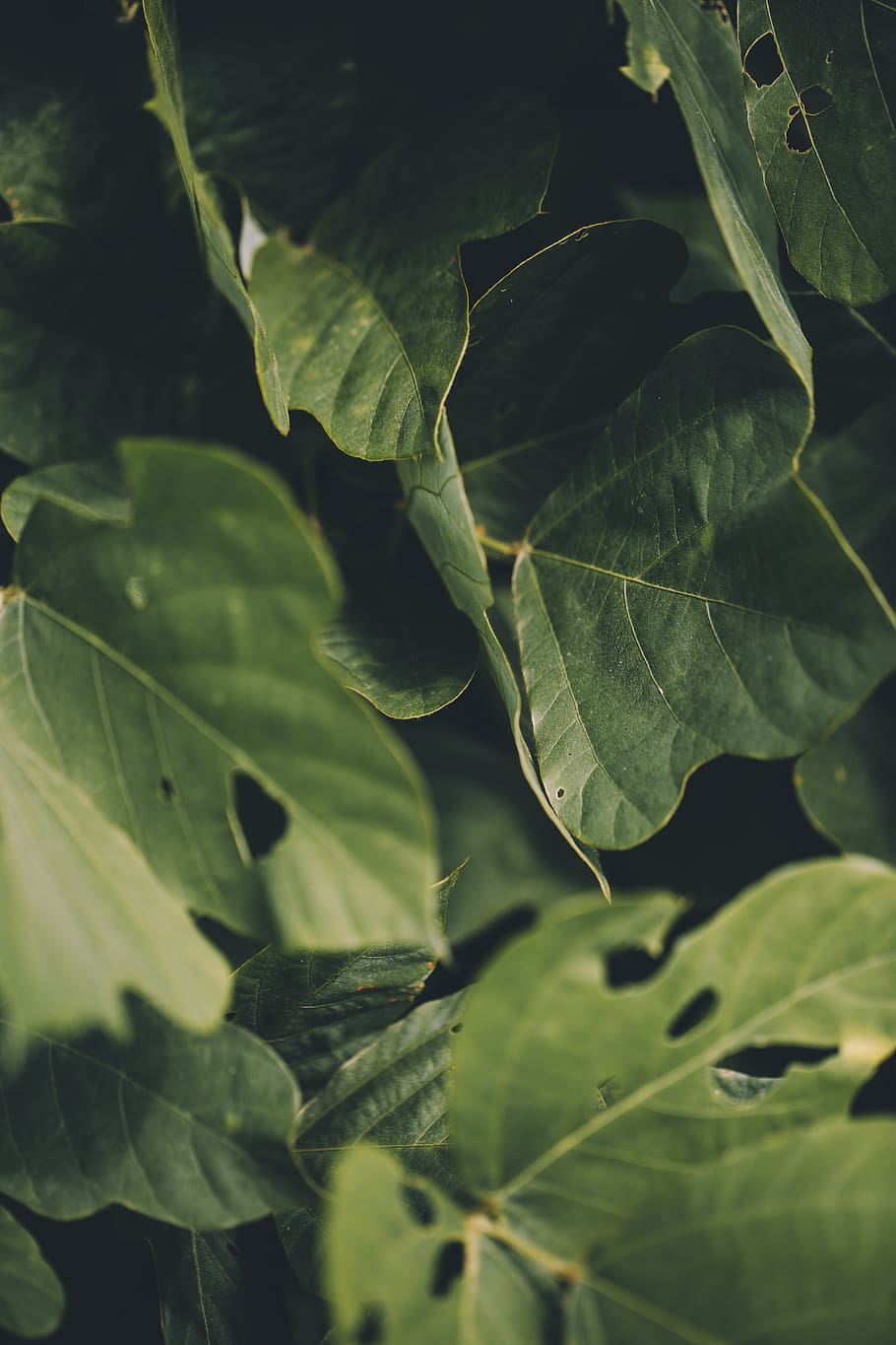 green plant, leaf, flora, veins, acanthaceae, flower, blossom HD wallpaper
