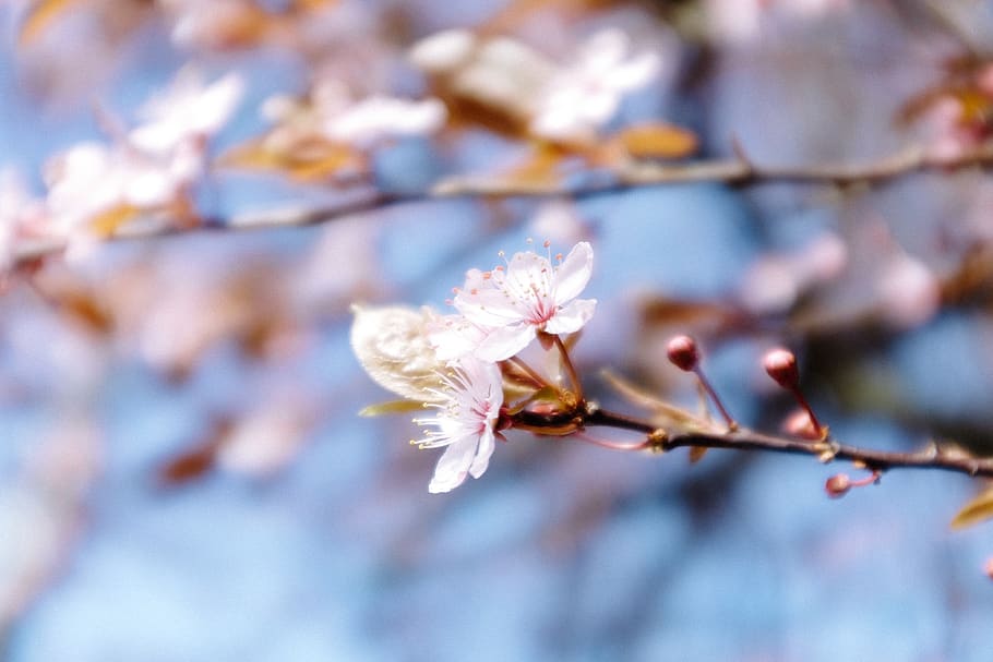tree, flower, cherry blossom, pink, vancouver, spring, springtime HD wallpaper