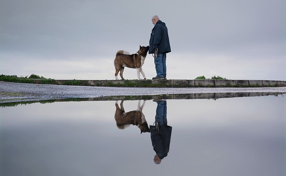 italy, padua, reflection, visual, love, dog, amore, nature HD wallpaper