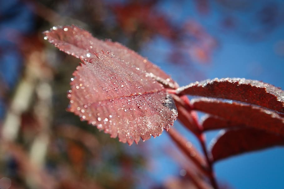 Close Up Image of Red Color of Leaf, close-up, dew, leaves, macro HD wallpaper