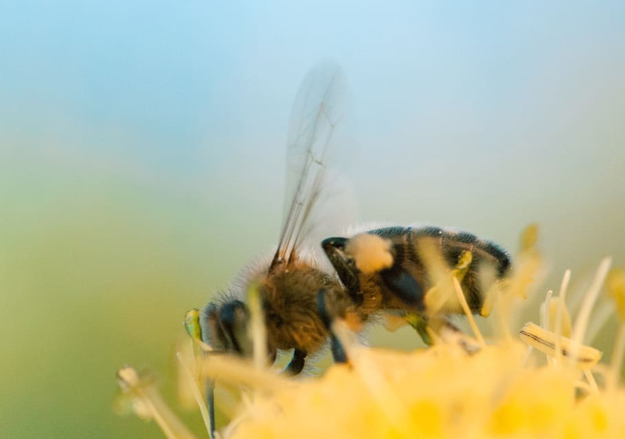 bee, insect, macro, flower, nature, garden, animal themes, animal wildlife HD wallpaper