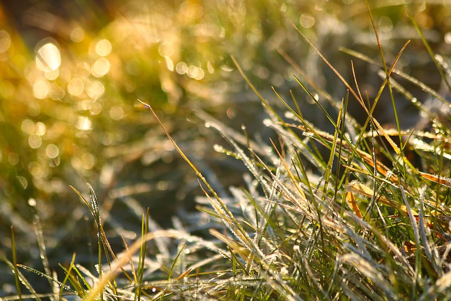 rime, icing, frost, winter, grass, nature, bokeh, plant, growth HD wallpaper