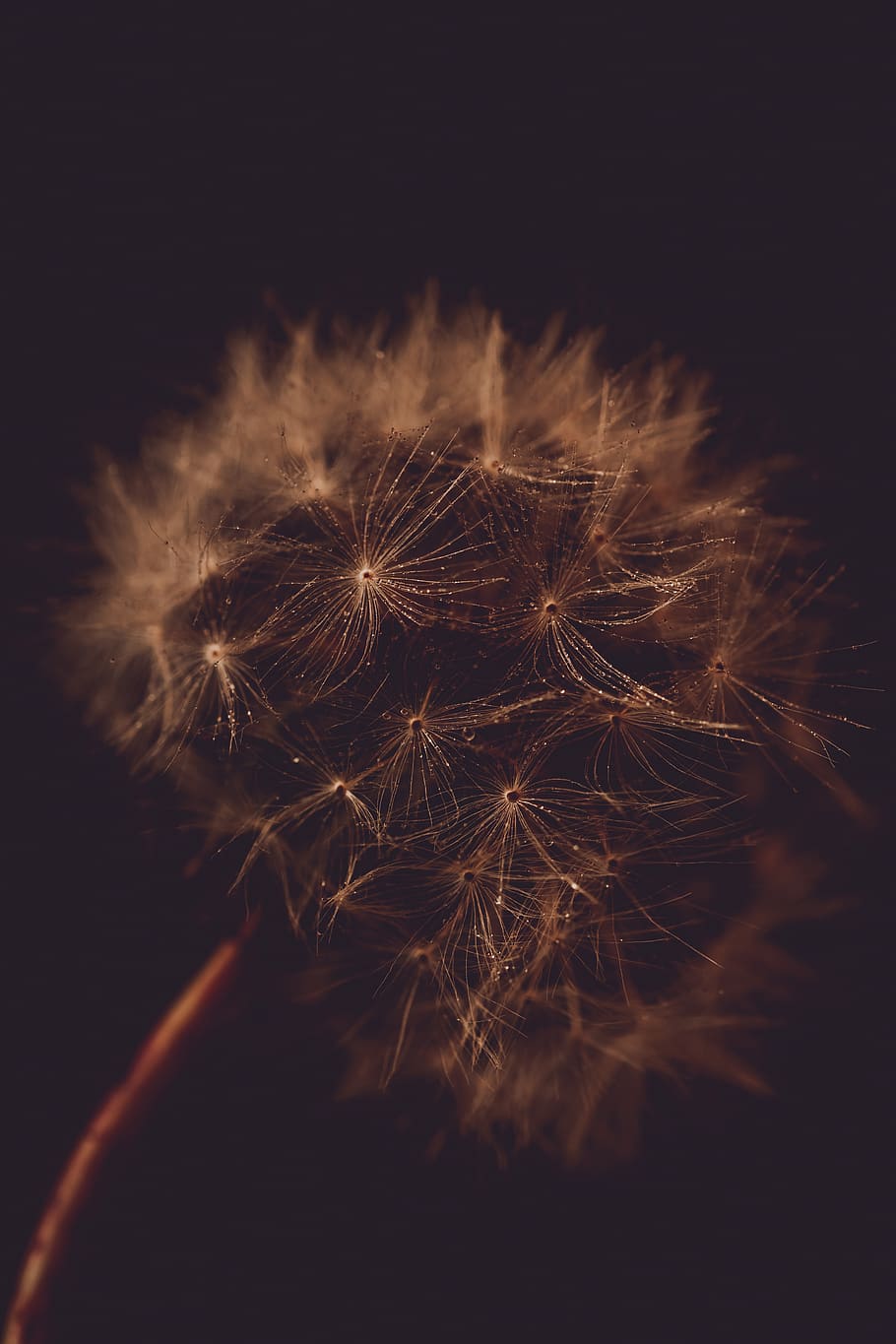 white dandelion, vulnerability, close-up, flower, fragility, flowering plant HD wallpaper