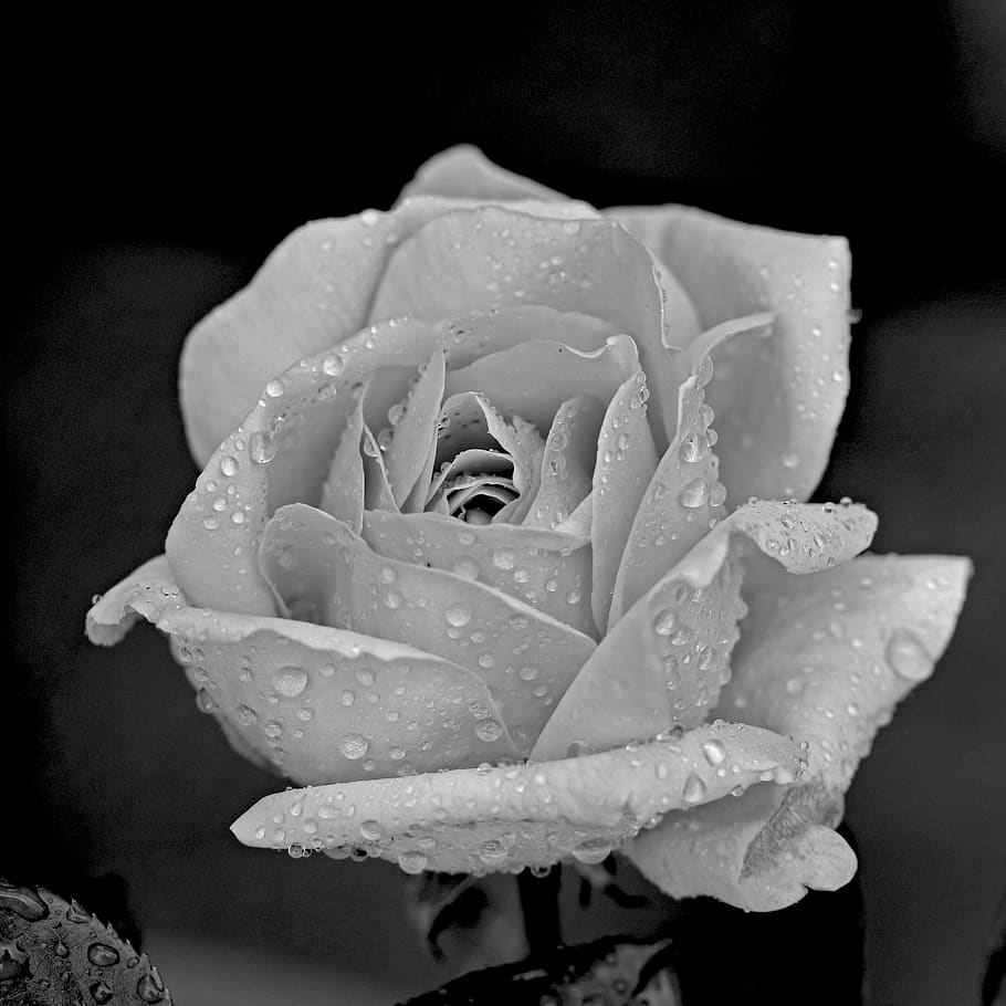 petal, flower, rose, close, wedding, celebration, natural, spa HD wallpaper