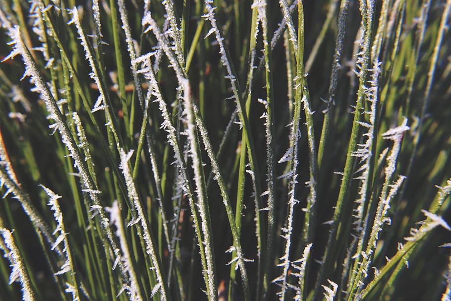 Green and White Plant, botanical, close-up, daylight, environment HD wallpaper