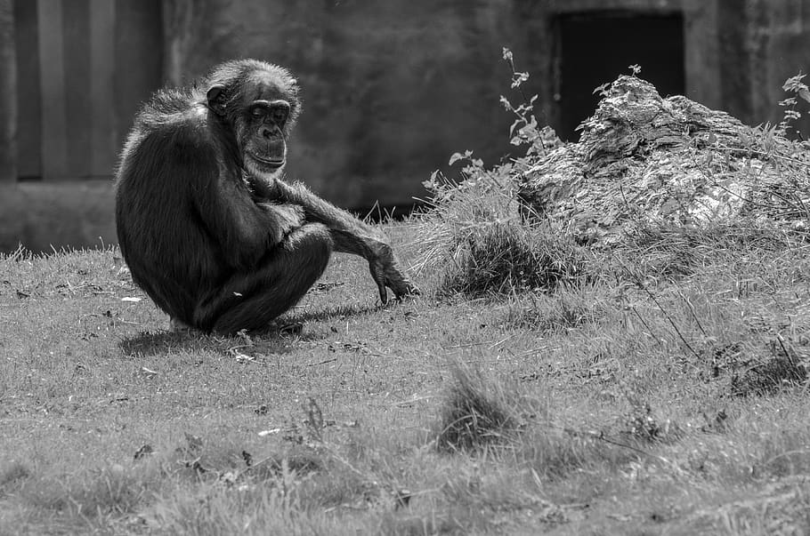 monkey, ape, thinking, thoughtful, chimpanzee, zoo, animal HD wallpaper