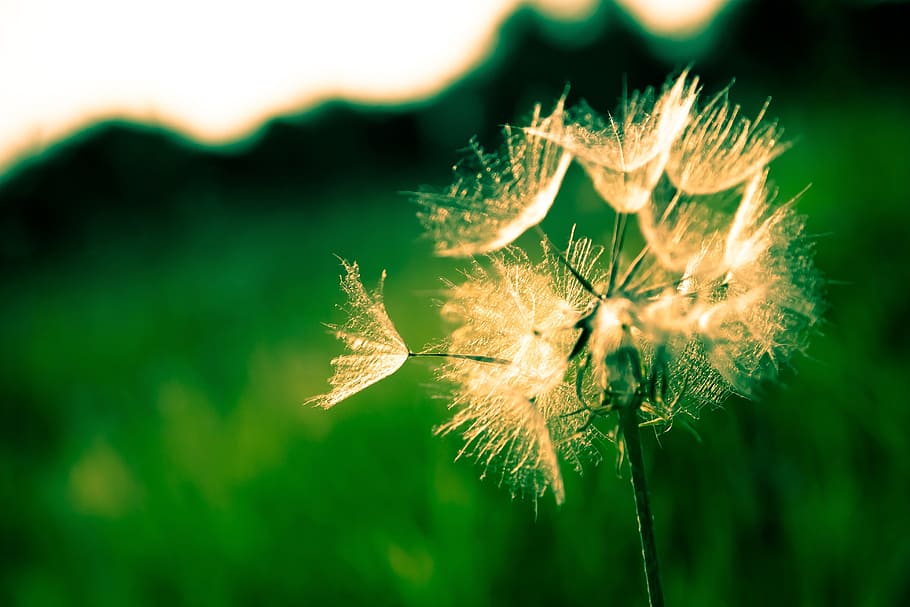 tree, nature, grass, branch, light, plant, photography, sunlight HD wallpaper