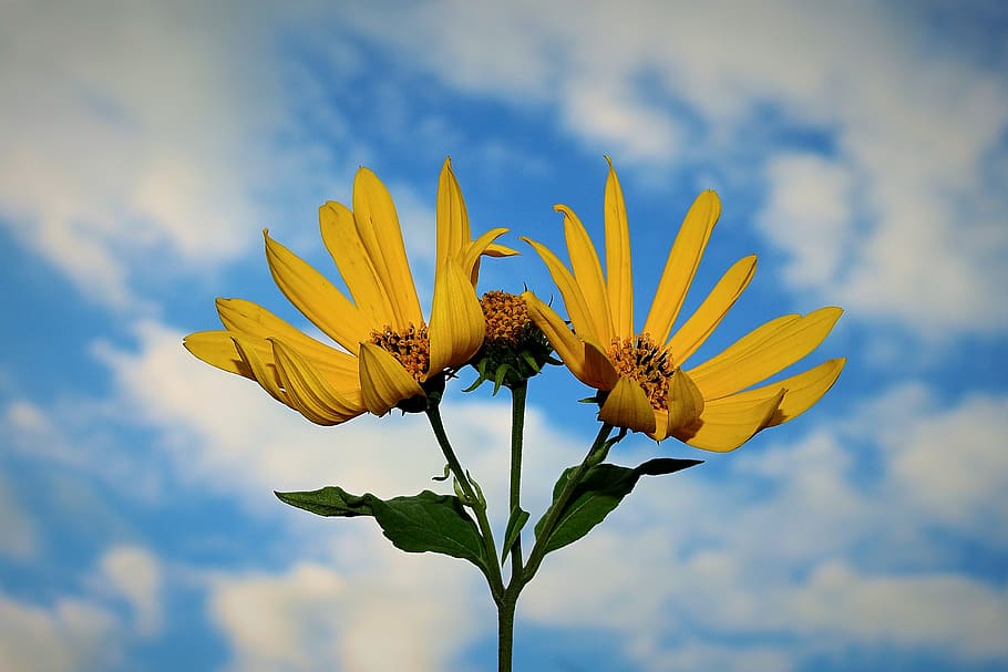 flowers, sky, clouds, figure, the background, yellow, vulnerability HD wallpaper