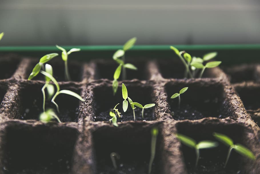 Green Plant Sprout, growth, macro, plants, soil, sprouts, green color HD wallpaper