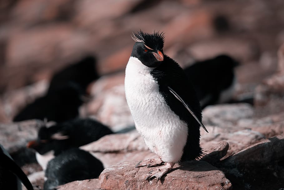 white and black penguin, animal themes, bird, animal wildlife HD wallpaper