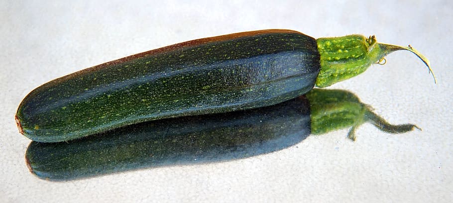 zucchini, small, vegetables, garden, nature, close-up, one animal HD wallpaper