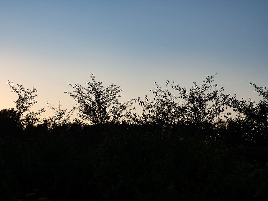 Branches in Sunset, Nature, night, sillouette, plant, tree, sky HD wallpaper