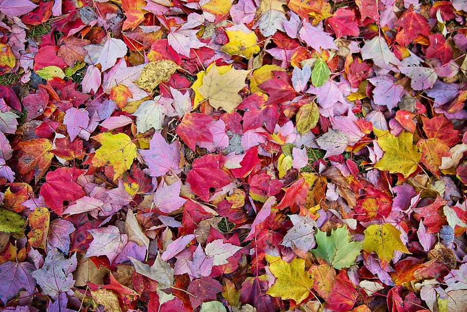 fall leaves, autumn, background, backdrop, colorful, red, bright HD wallpaper