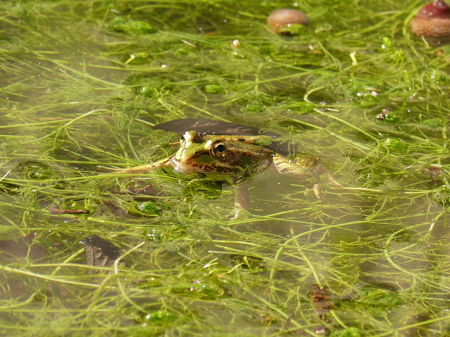 frog, have a look, raft, batrachian, amphibious, algae, camouflage, HD wallpaper