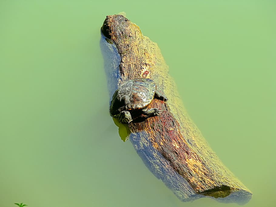 lake, turttle, animal, animal themes, animal wildlife, animals in the wild HD wallpaper