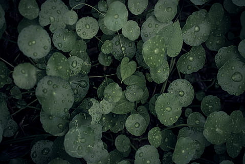 jeffma, forest, leaves, leaf, nature, water, plant part, wet HD wallpaper