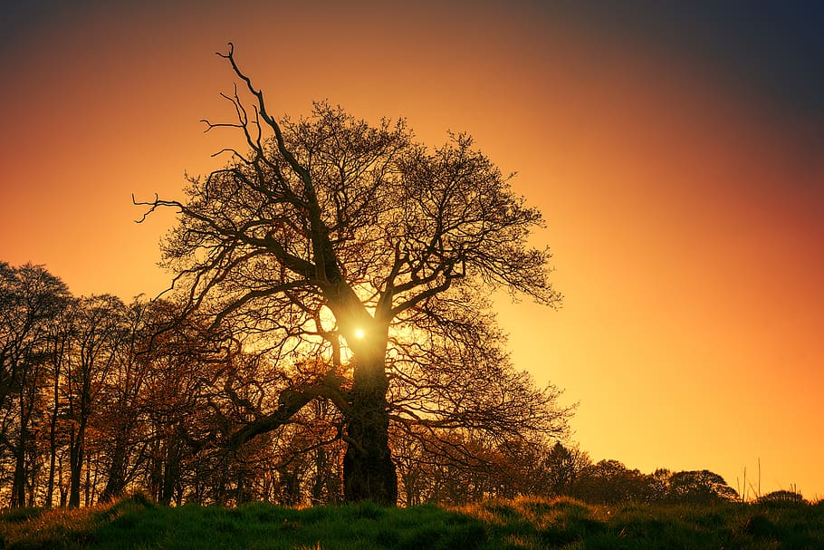 sunlight, flare, tree, plant, nature, outdoors, tree trunk HD wallpaper
