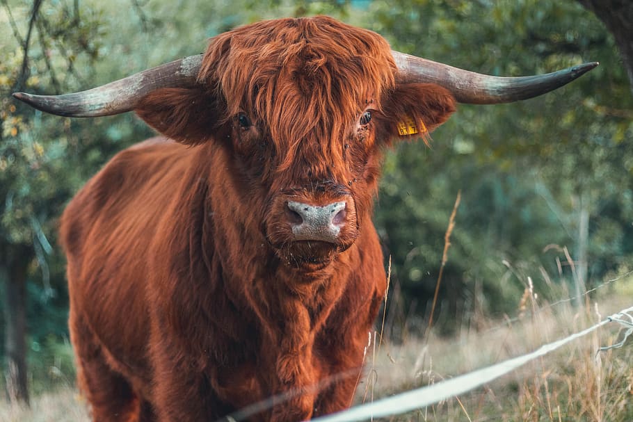 bull, hair, cow, horn, cattle, field, pasture, highland, shaggy, HD wallpaper