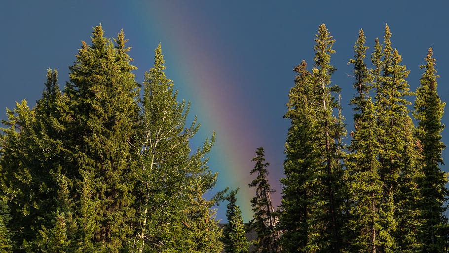 canada, canmore, background, wallpaper, nature, yellow, red HD wallpaper