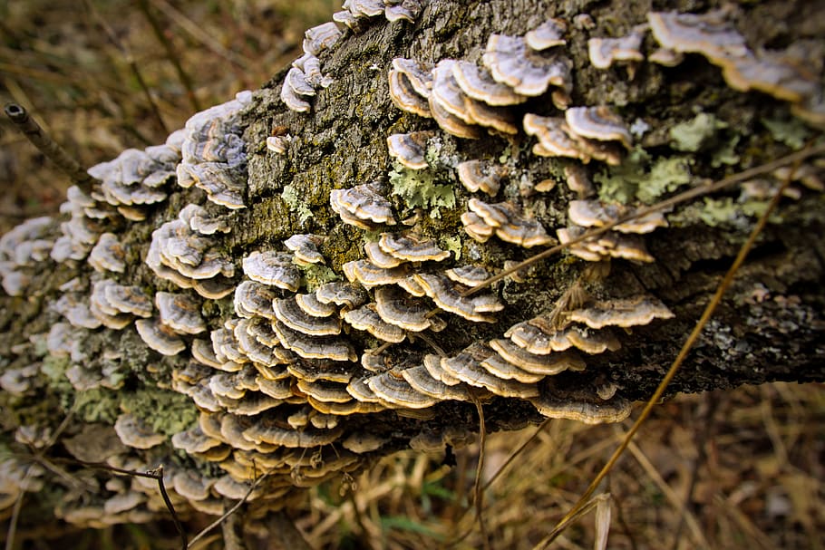fungi, macro, forest, tree, closeup, fungus, mushroom, plant HD wallpaper