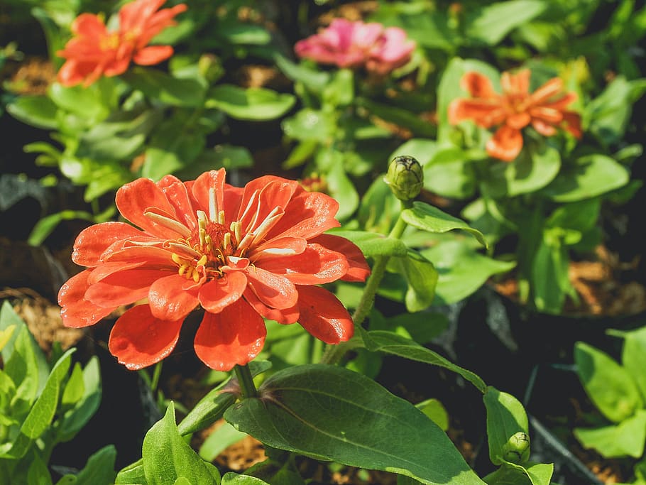 Selective Focus Photo Of Orange Petaled Flower, bloom, blossom HD wallpaper