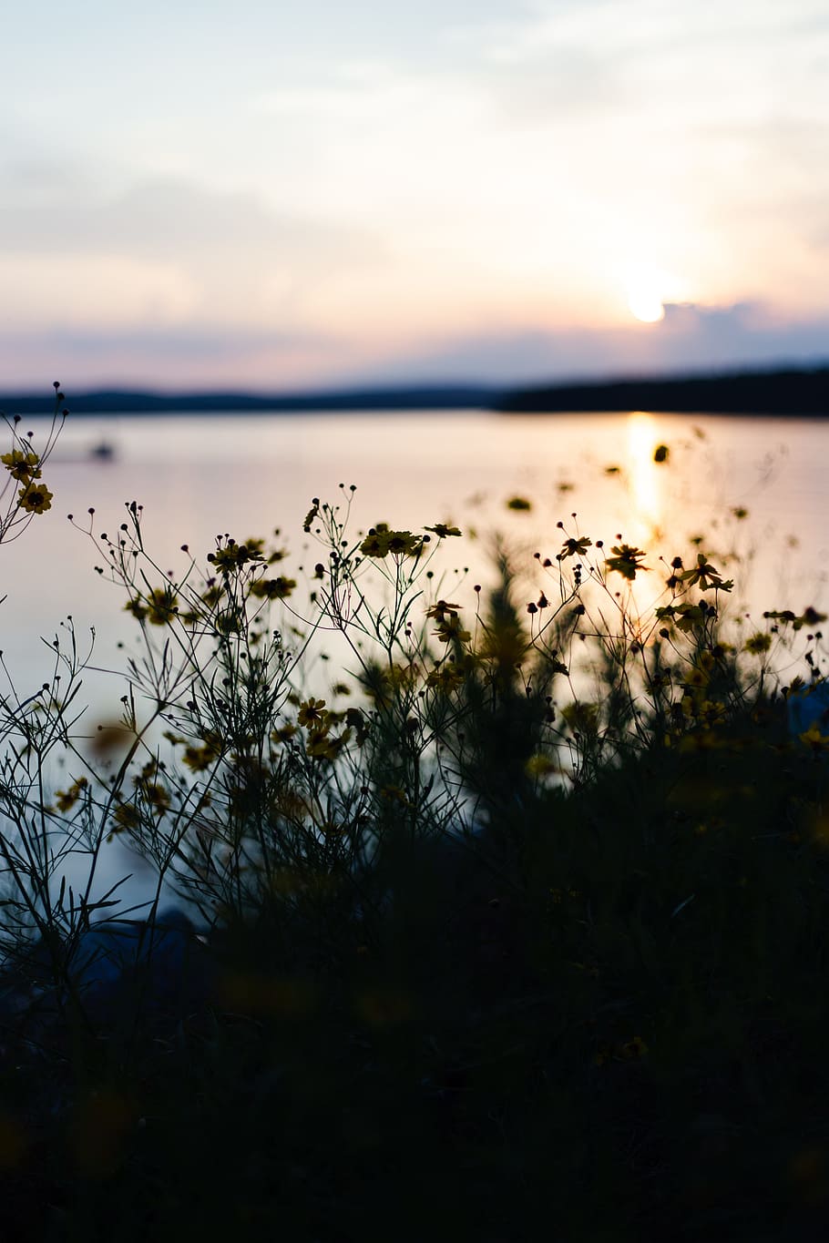 silhouette of grass beside body of water, lake, flower, cloud HD wallpaper