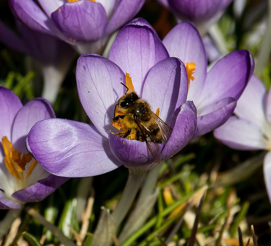 crocus, flower, spring flower, violet, flora, bee, nature, blossom HD wallpaper