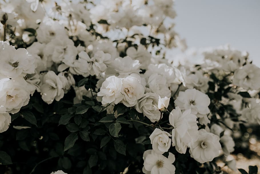 white petaled flower, blossom, plant, geranium, rose, flowers HD wallpaper