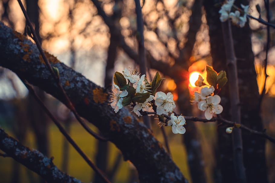 Selective Focus Photography of White Cherry Blossoms at Sunset HD wallpaper