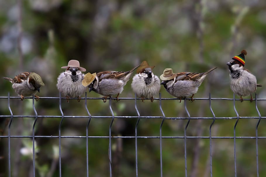 sparrows, hats, funny, birds, fence, group of animals, animal themes HD wallpaper