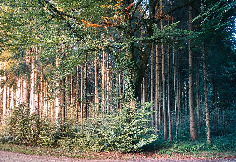 switzerland, herdern, tree, plant, forest, growth, tranquility HD wallpaper