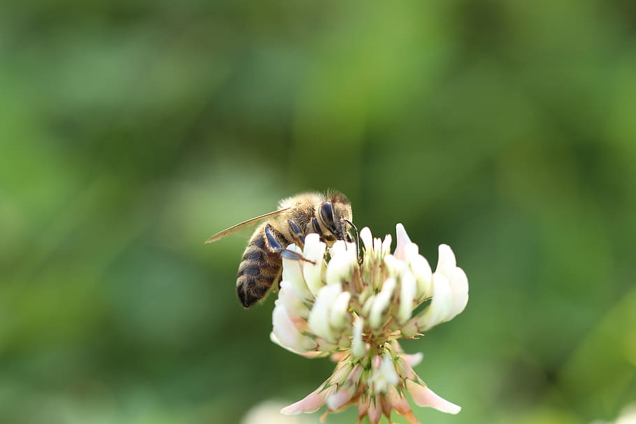 bee, flowers, macro, close up, honey bee, sprinkle, insect HD wallpaper