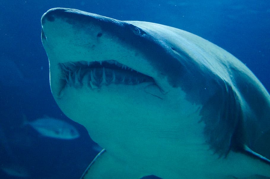 great whale shark, underwater, animal, animal themes, sea, animal wildlife HD wallpaper